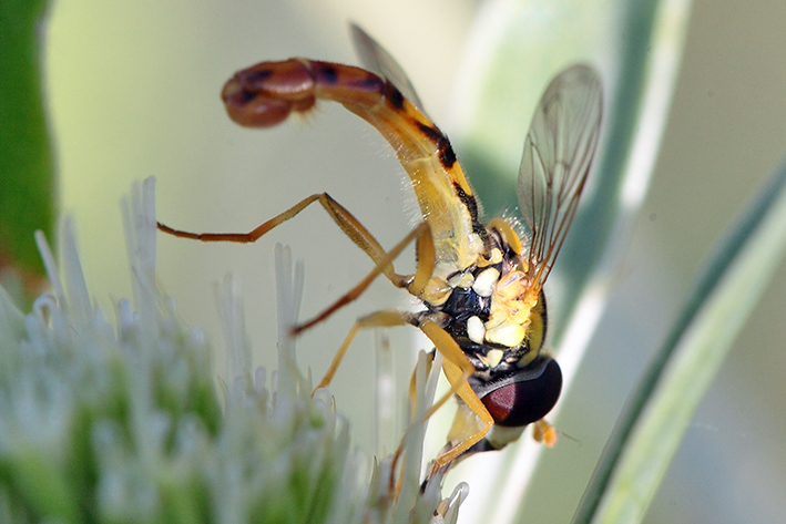 Syrphidae da determinare